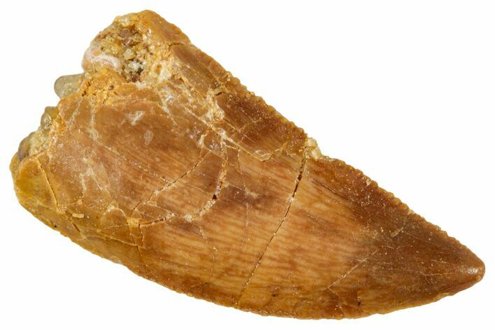 Serrated, Raptor Tooth - Real Dinosaur Tooth #275105